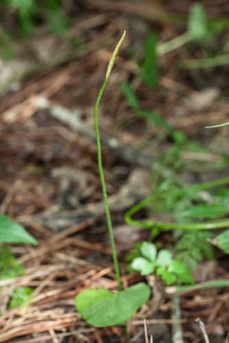 Ophioglossum vulgatum #1